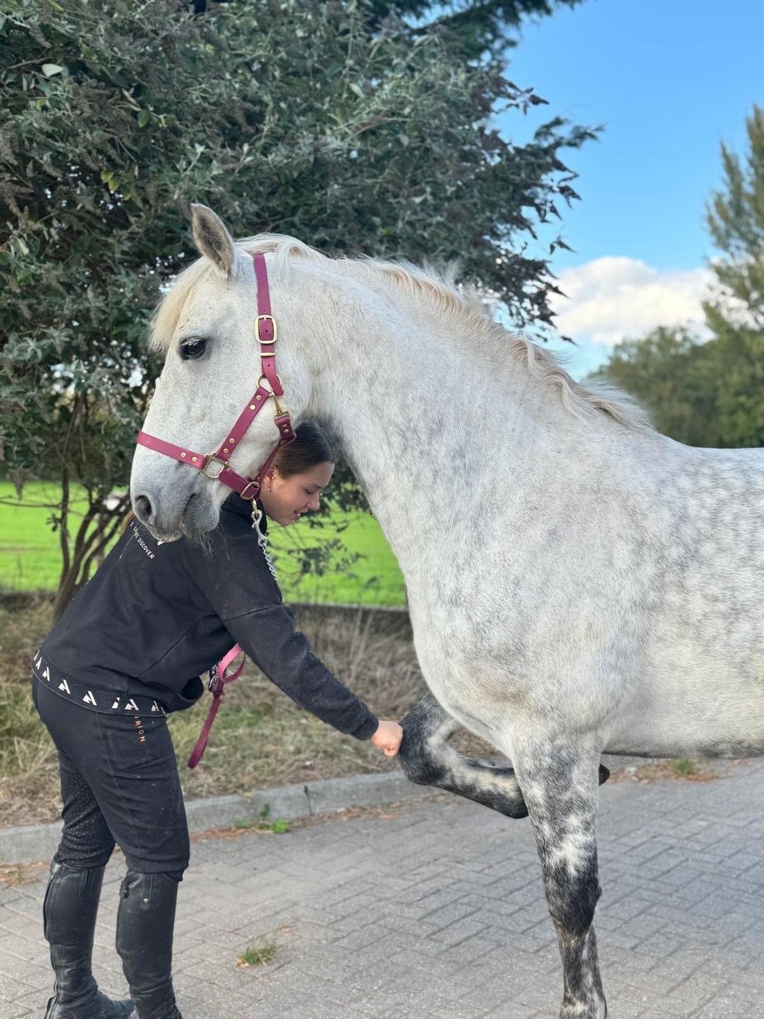 Why our Biothane® products are a Game-Changer for Equestrian Tack