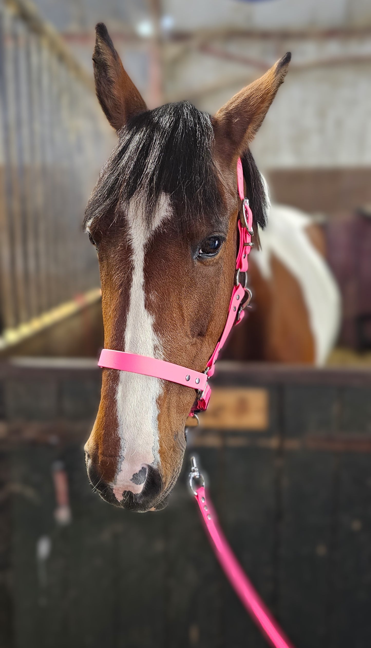 Neon Pink - Classic BioThane® waterproof Horse Halter