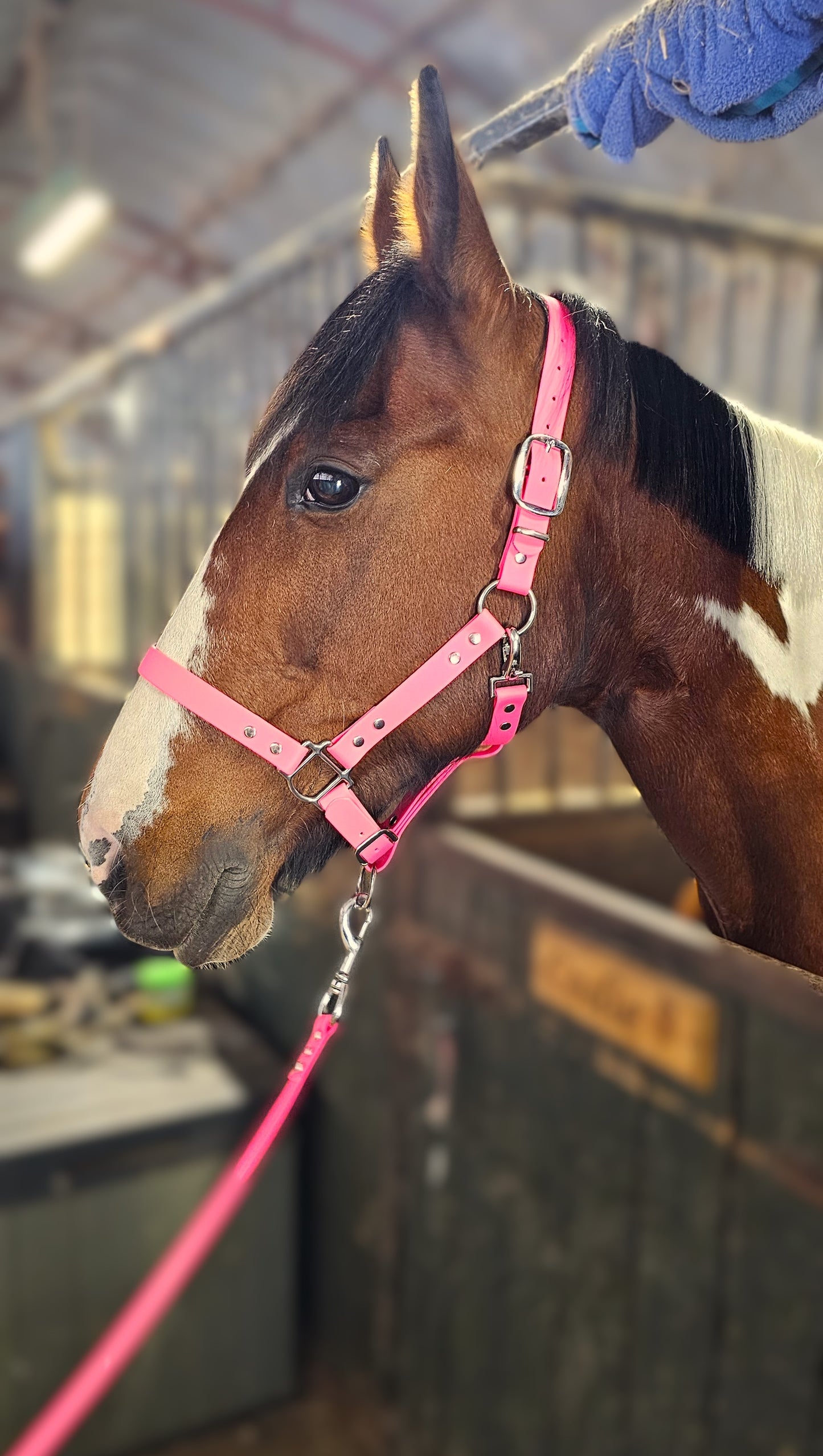Neon Pink - Classic BioThane® waterproof Horse Halter