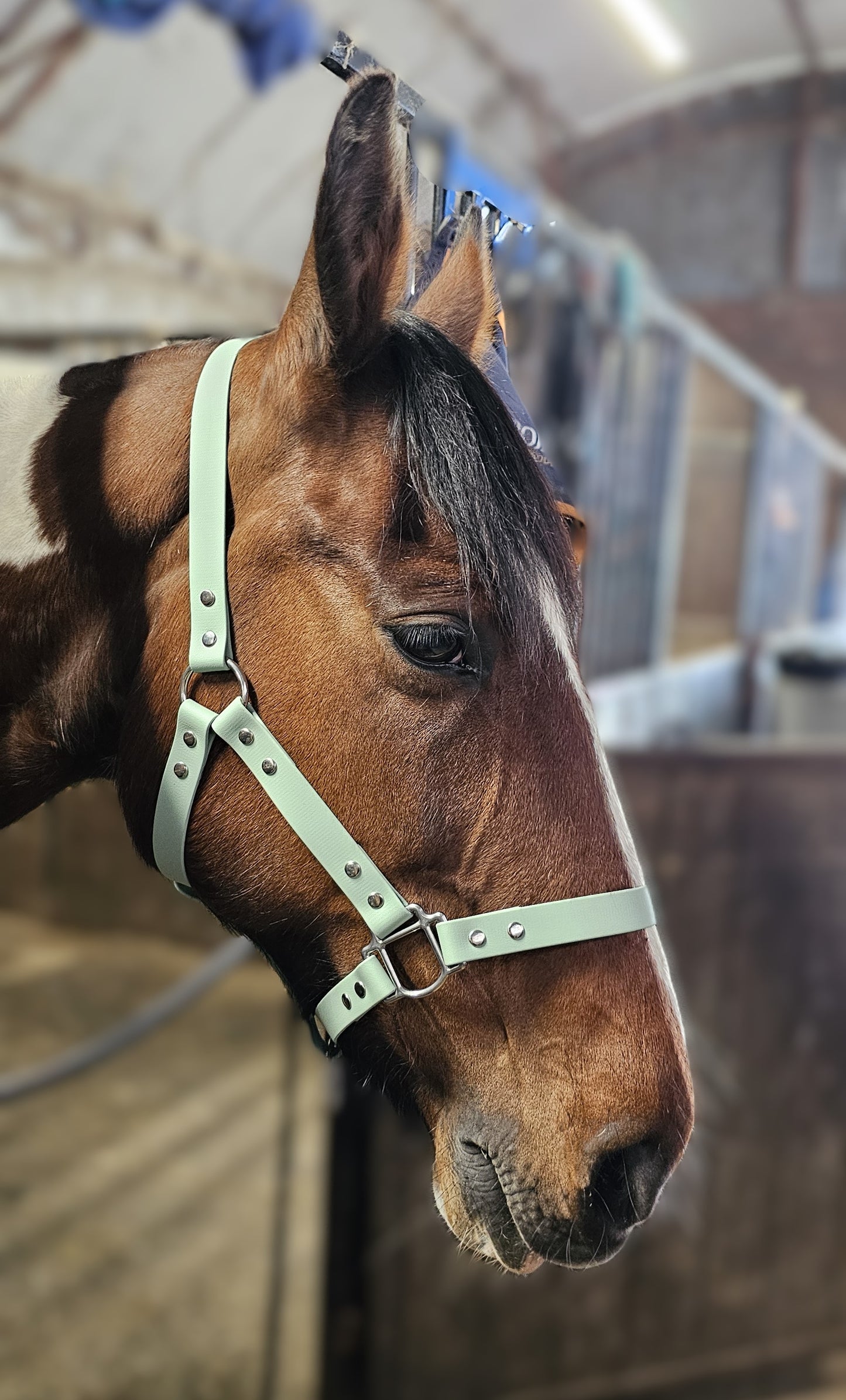 Sage - Classic BioThane® waterproof Horse Halter
