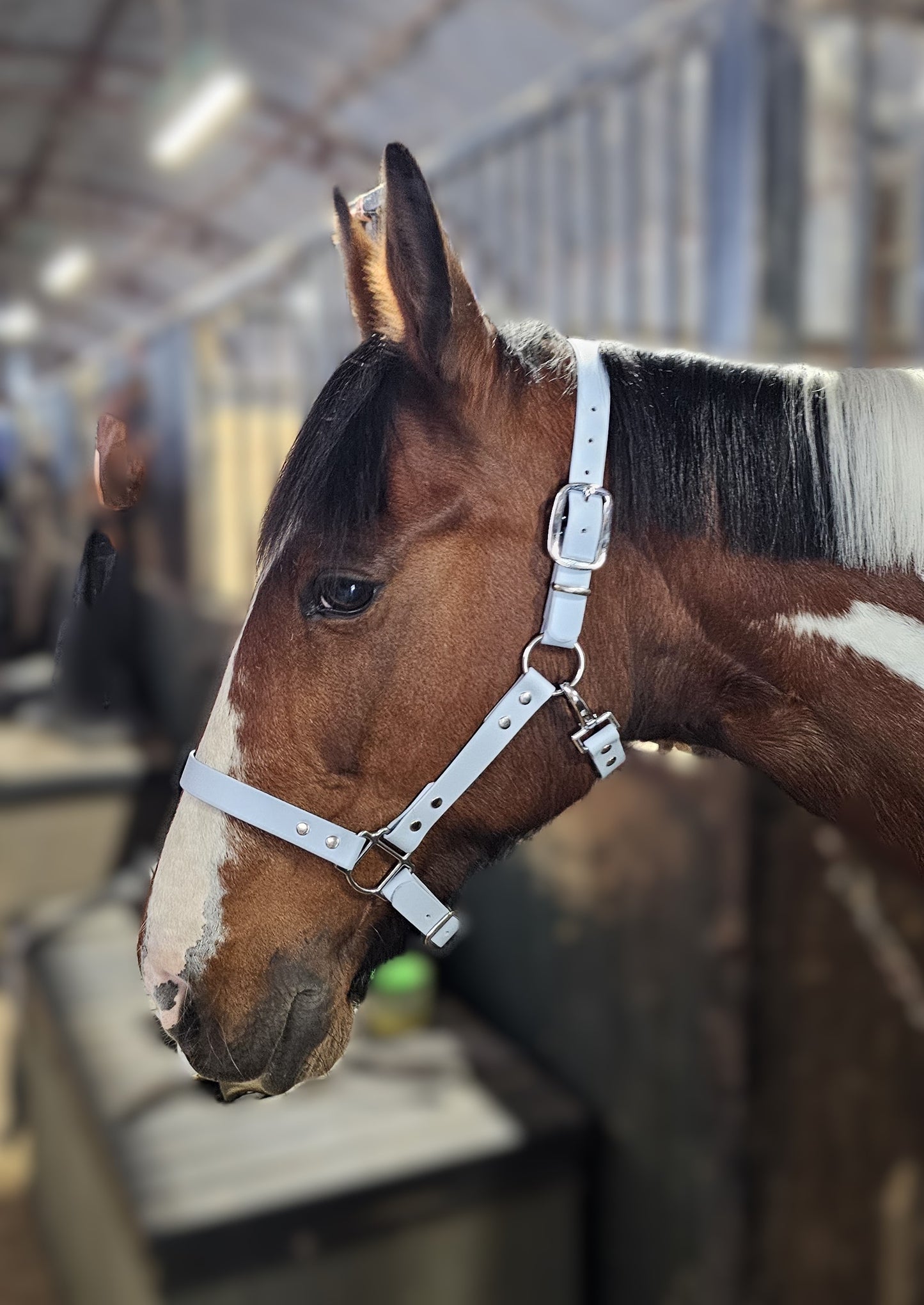 Baby Blue - Classic BioThane® waterproof Horse Halter