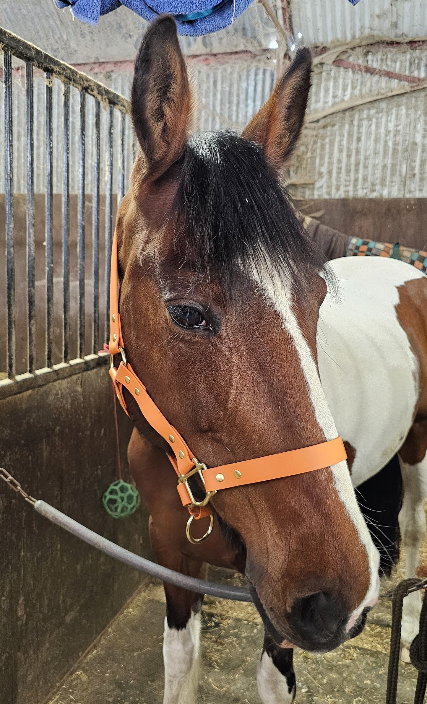 Burnt Orange - Premium BioThane® waterproof Horse Halter