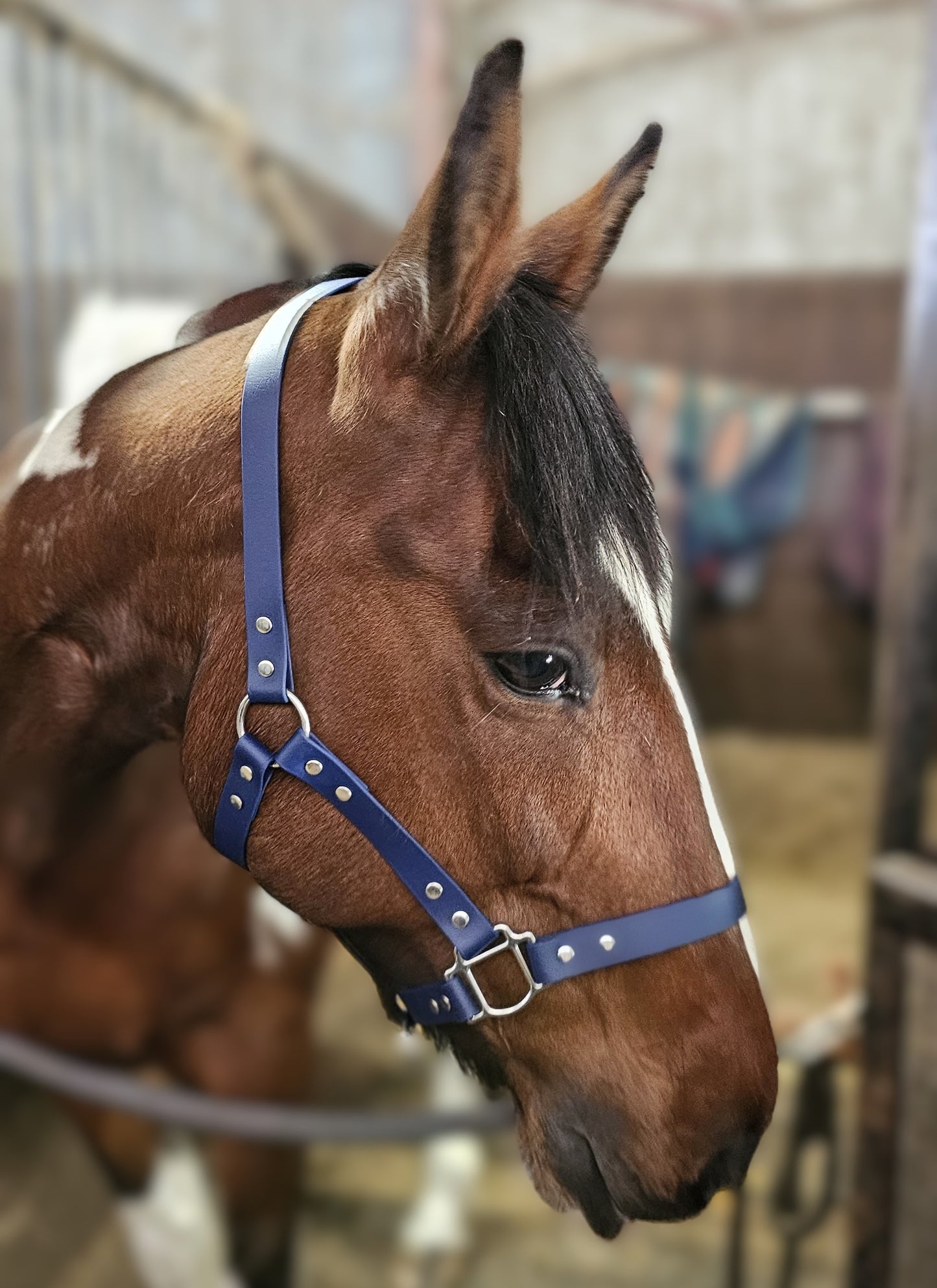 Navy - Classic BioThane® waterproof Horse Halter