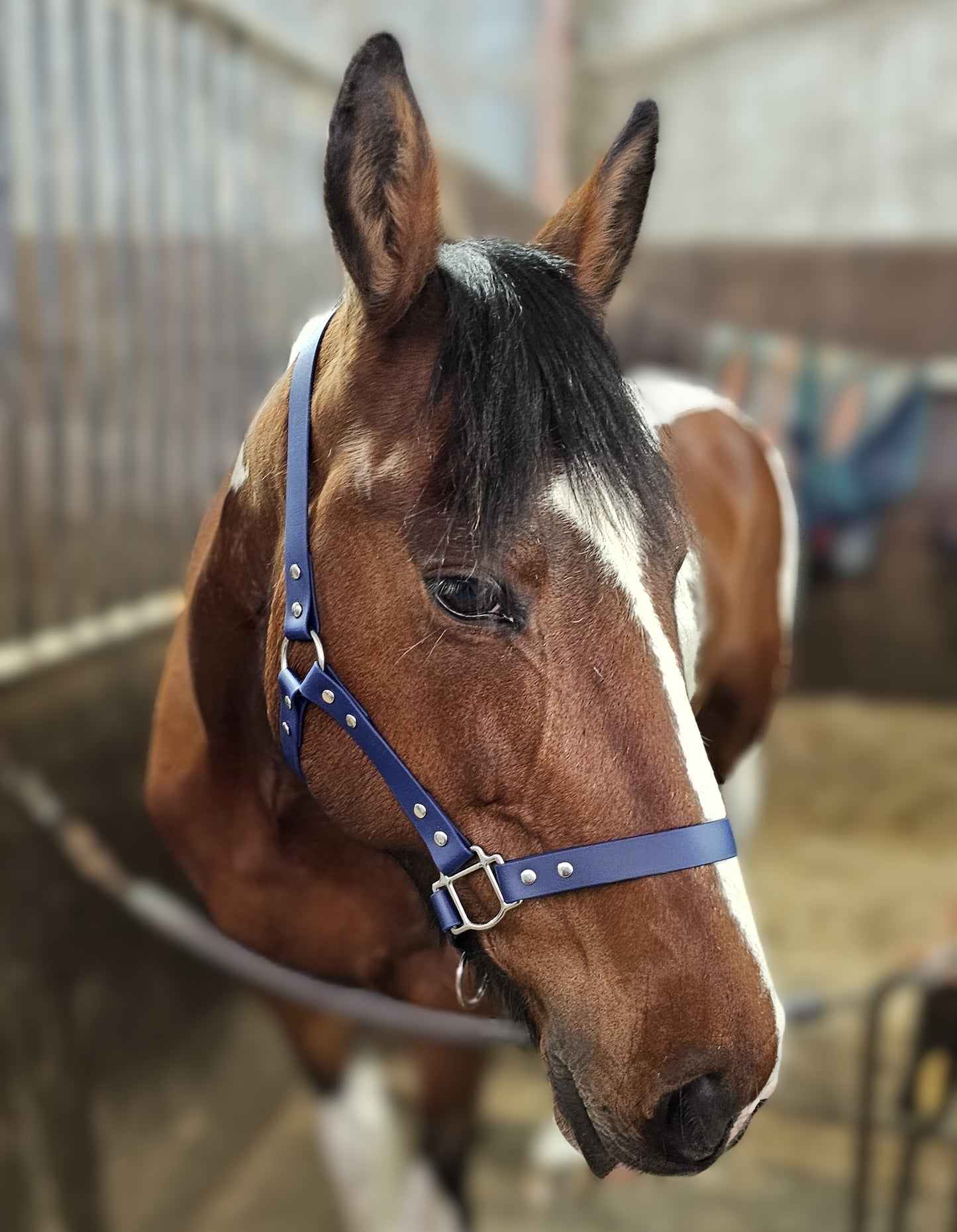Navy - Classic BioThane® waterproof Horse Halter