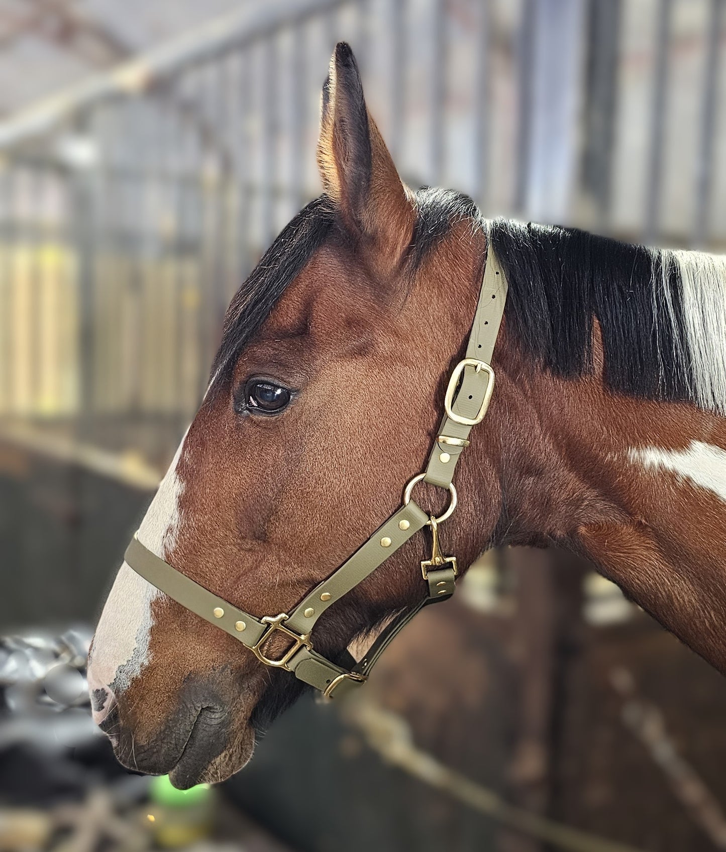 Olive - Premium BioThane® waterproof Horse Halter