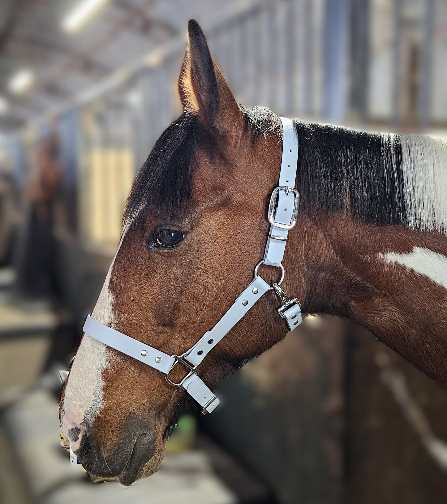 Baby Blue - Classic BioThane® waterproof Horse Halter