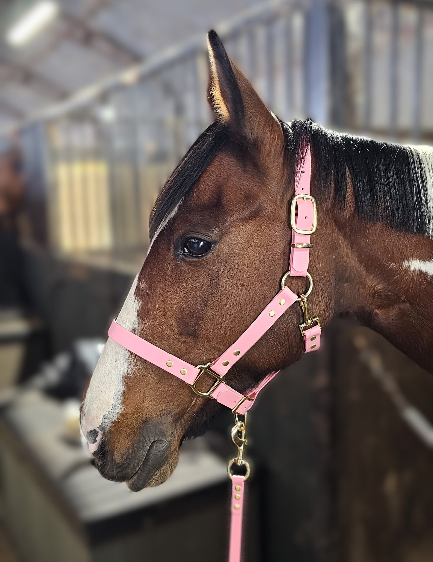 Baby Pink - Premium BioThane® waterproof Horse Halter