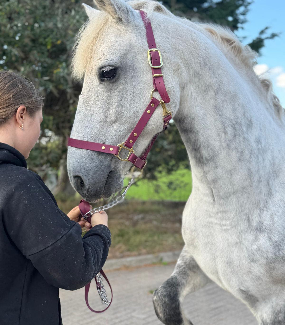 Person interacting with a white horse on a paved path with greenery in the background